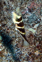 Canthigaster coronata