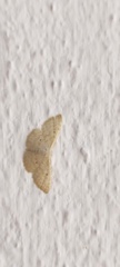 Scopula umbilicata