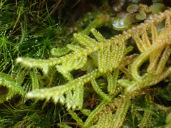 Stereodon subimponens