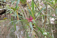 Neoregelia