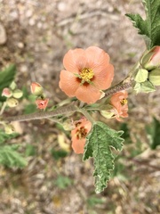 Sphaeralcea bonariensis
