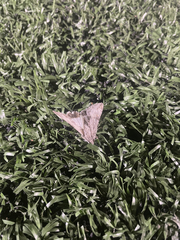 Frederickia s-signata