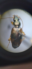 Bembidion corgenoma