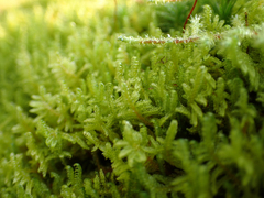 Stereodon subimponens