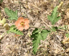 Sphaeralcea bonariensis