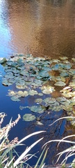Nuphar lutea
