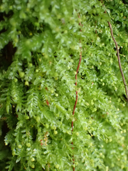 Tetraphis pellucida