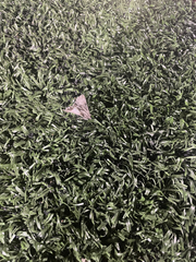 Frederickia s-signata