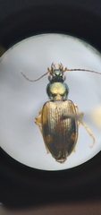 Bembidion corgenoma