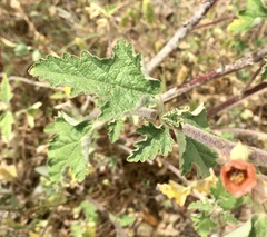 Sphaeralcea bonariensis