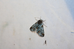 Harrisimemna trisignata