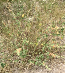 Sphaeralcea bonariensis