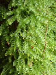 Tetraphis pellucida
