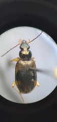 Bembidion corgenoma
