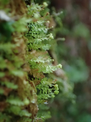 Tetraphis pellucida