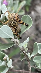 Agroecotettix modestus