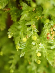 Tetraphis pellucida
