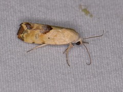 Ponometia libedis