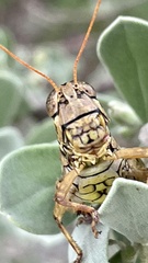 Agroecotettix modestus