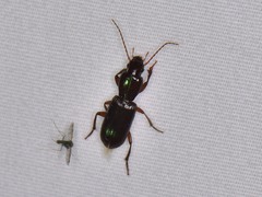 Stenomorphus californicus