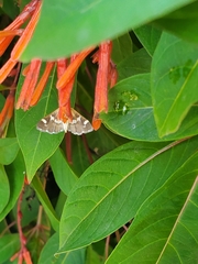 Spilomelinae
