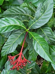 Palicourea croceoides