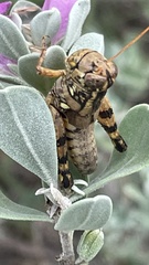 Agroecotettix modestus