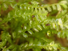 Plagiochila gracilis