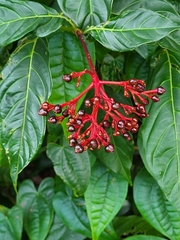 Palicourea croceoides