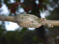 Callirhytis quercussuttoni