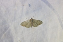 Pyraustini