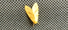 Lophocampa annulosa