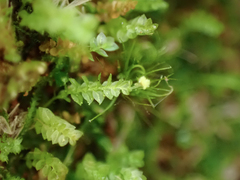 Tetraphis pellucida