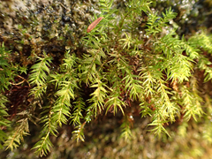 Bartramiopsis lescurii