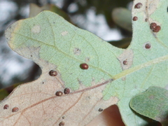 Neuroterus saltatorius