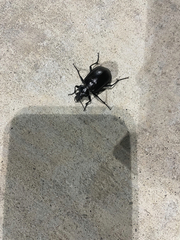 Calosoma marginale