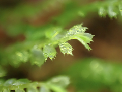 Plagiochila gracilis