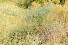 Leucosyris carnosa