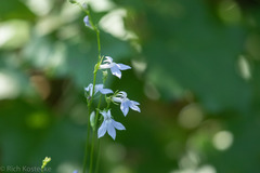 Lobelia appendiculata
