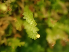 Tetraphis pellucida