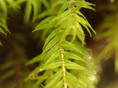 Bartramiopsis lescurii