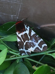 Arctia caja