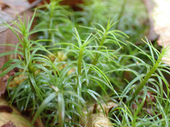 Polytrichastrum alpinum