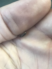 Microtheca ochroloma