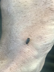 Microtheca ochroloma