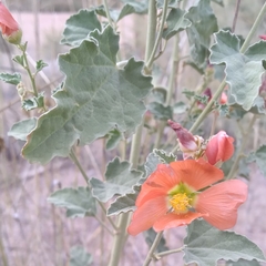 Sphaeralcea incana