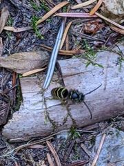 Vespula alascensis