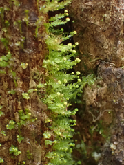 Tetraphis pellucida