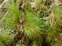 Dicranum fuscescens