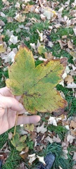 Acer pseudoplatanus